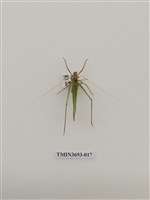 藏品(直翅目(1))的圖片